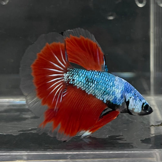 the-fish-farm Male Betta Male Betta - One Only - 3 Choose your favourite Male Betta from The Fish Farm Australia