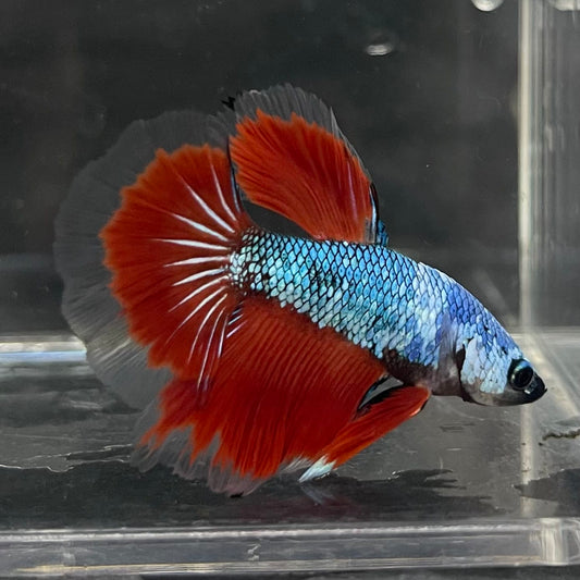 the-fish-farm Male Betta Male Betta - One Only - 3 Choose your favourite Male Betta from The Fish Farm Australia