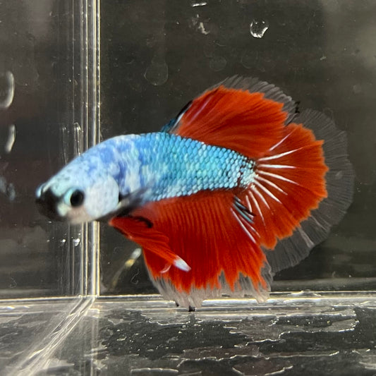 the-fish-farm Male Betta Male Betta - One Only - 3 Choose your favourite Male Betta from The Fish Farm Australia