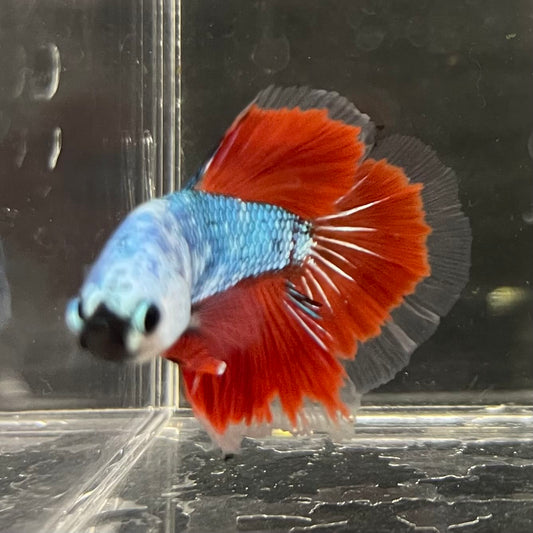 the-fish-farm Male Betta Male Betta - One Only - 3 Choose your favourite Male Betta from The Fish Farm Australia
