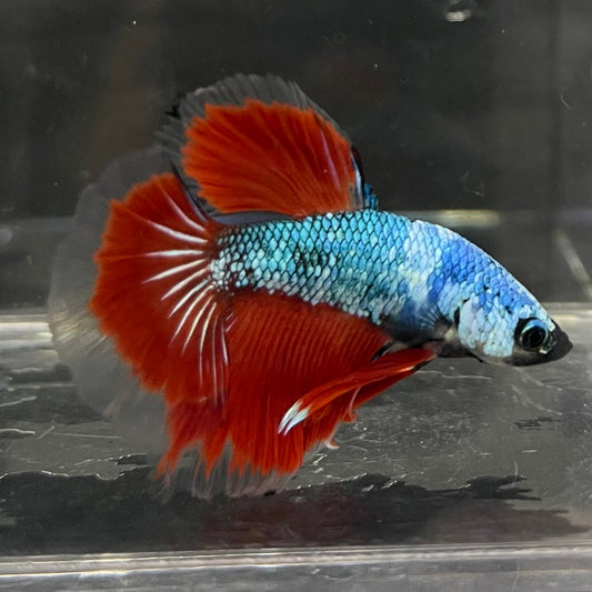 the-fish-farm Male Betta Male Betta - One Only - 3 Choose your favourite Male Betta from The Fish Farm Australia