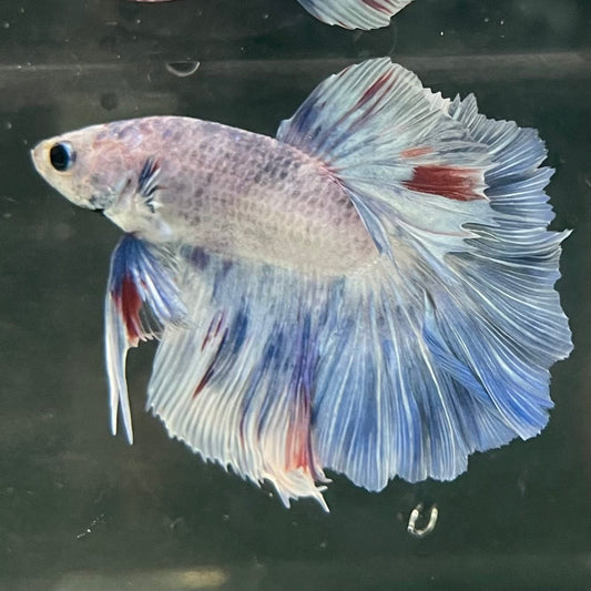 the-fish-farm Male Betta Male Betta - One Only - 3 Choose your favourite Male Betta from The Fish Farm Australia