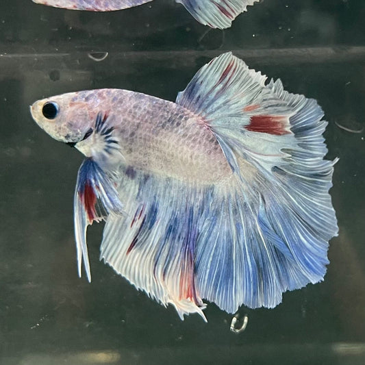 the-fish-farm Male Betta Male Betta - One Only - 3 Choose your favourite Male Betta from The Fish Farm Australia