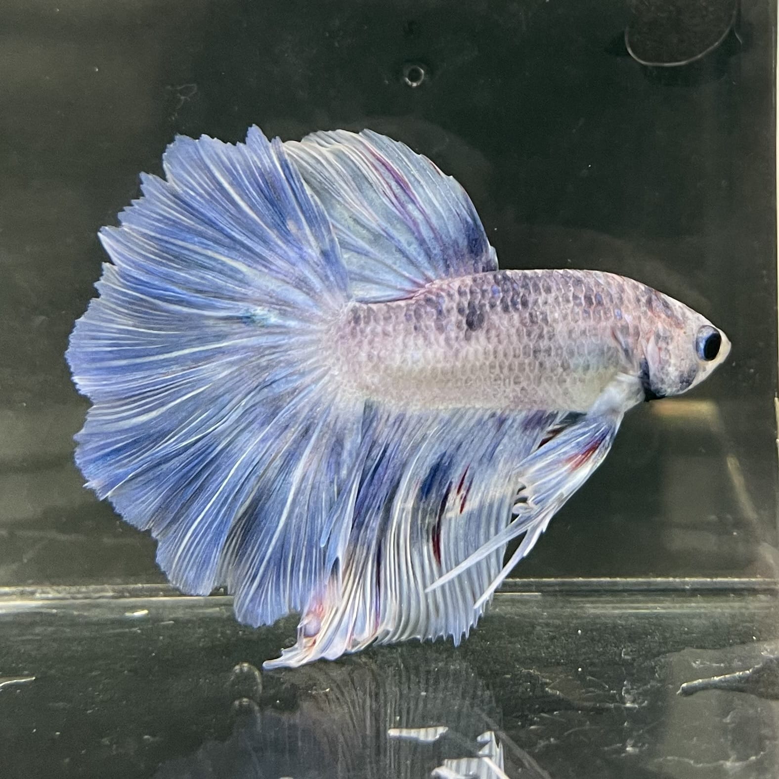 the-fish-farm Male Betta Male Betta - One Only - 3 Choose your favourite Male Betta from The Fish Farm Australia