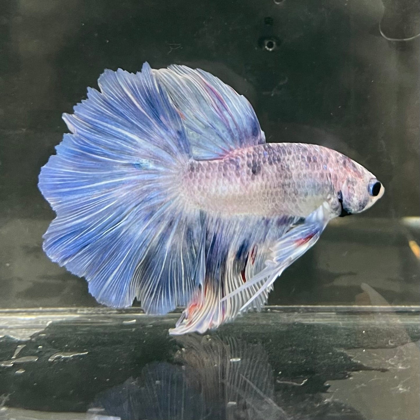 the-fish-farm Male Betta Male Betta - One Only - 3 Choose your favourite Male Betta from The Fish Farm Australia