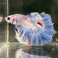the-fish-farm Male Betta Male Betta - One Only - 3 Choose your favourite Male Betta from The Fish Farm Australia