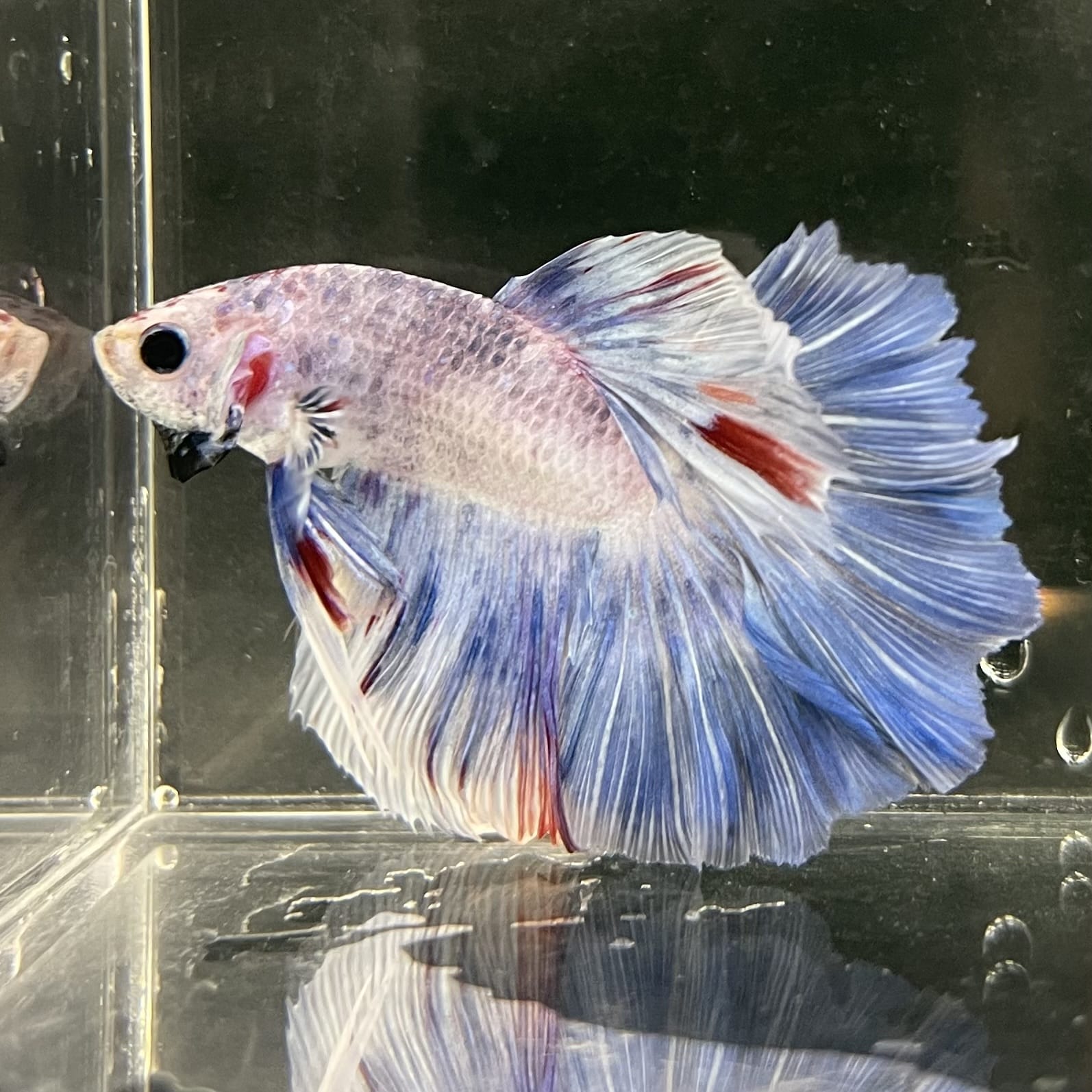 the-fish-farm Male Betta Male Betta - One Only - 3 Choose your favourite Male Betta from The Fish Farm Australia