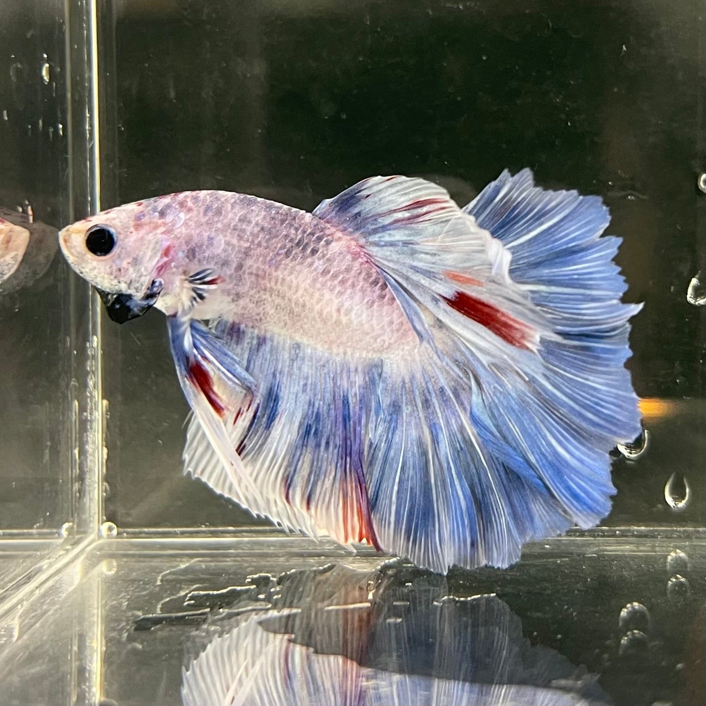 the-fish-farm Male Betta Male Betta - One Only - 3 Choose your favourite Male Betta from The Fish Farm Australia