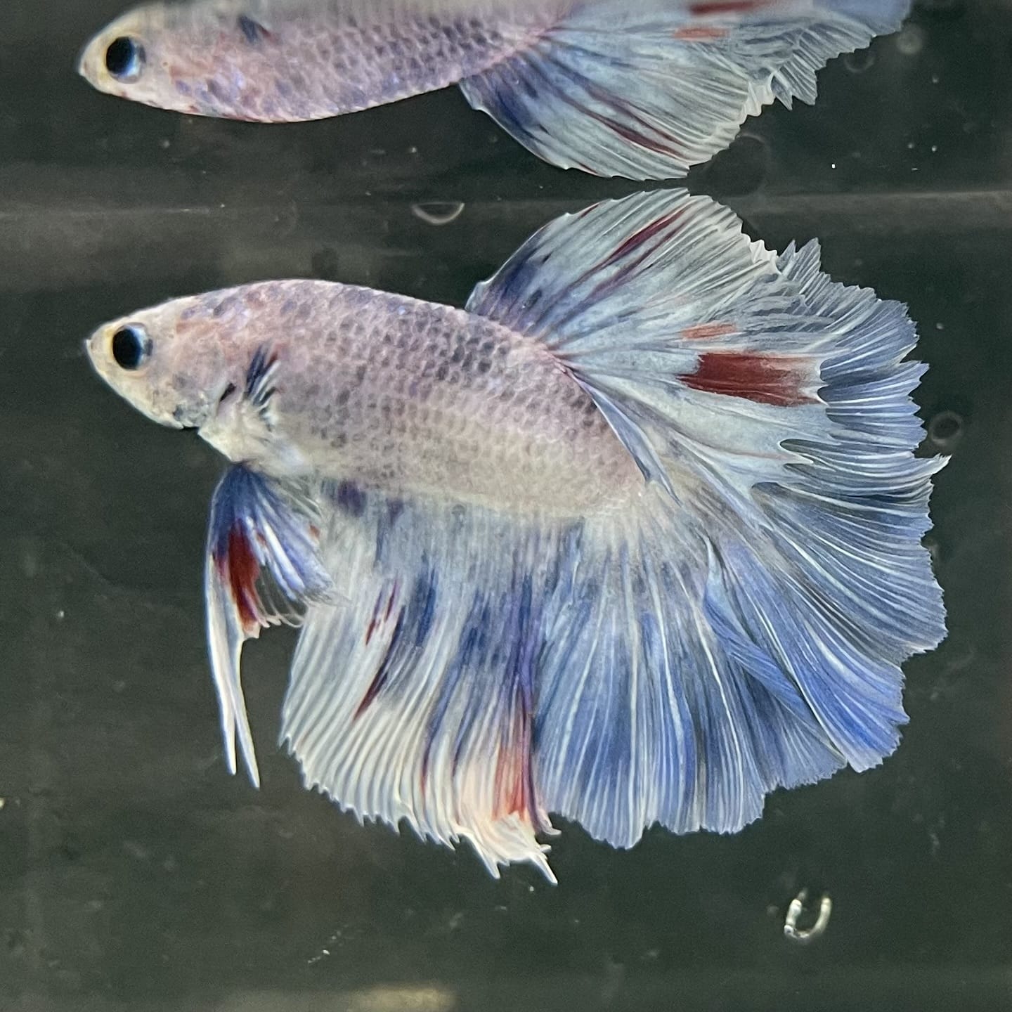 the-fish-farm Male Betta Male Betta - One Only - 3 Choose your favourite Male Betta from The Fish Farm Australia