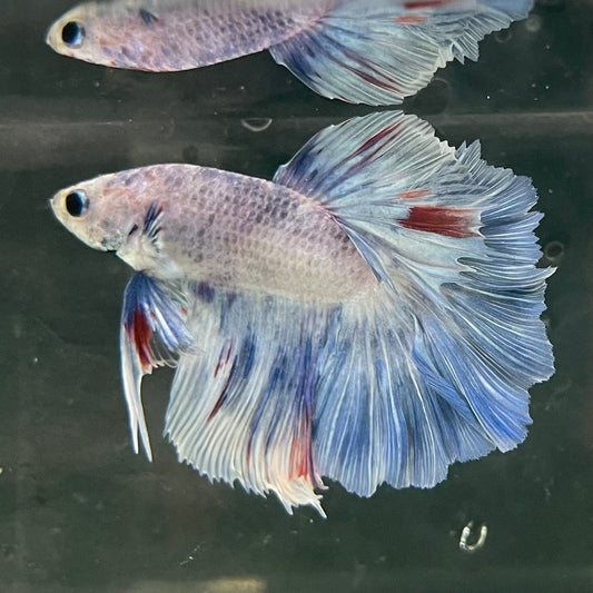 the-fish-farm Male Betta Male Betta - One Only - 3 Choose your favourite Male Betta from The Fish Farm Australia
