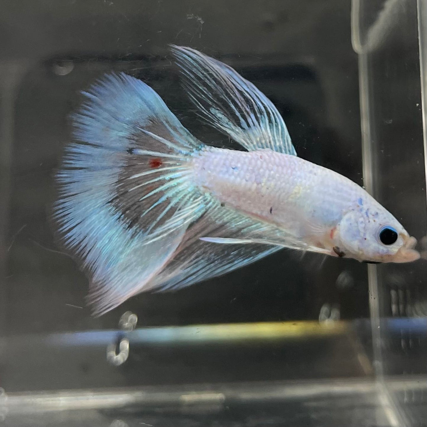 the-fish-farm Male Betta Male Betta - One Only - 3 Choose your favourite Male Betta from The Fish Farm Australia