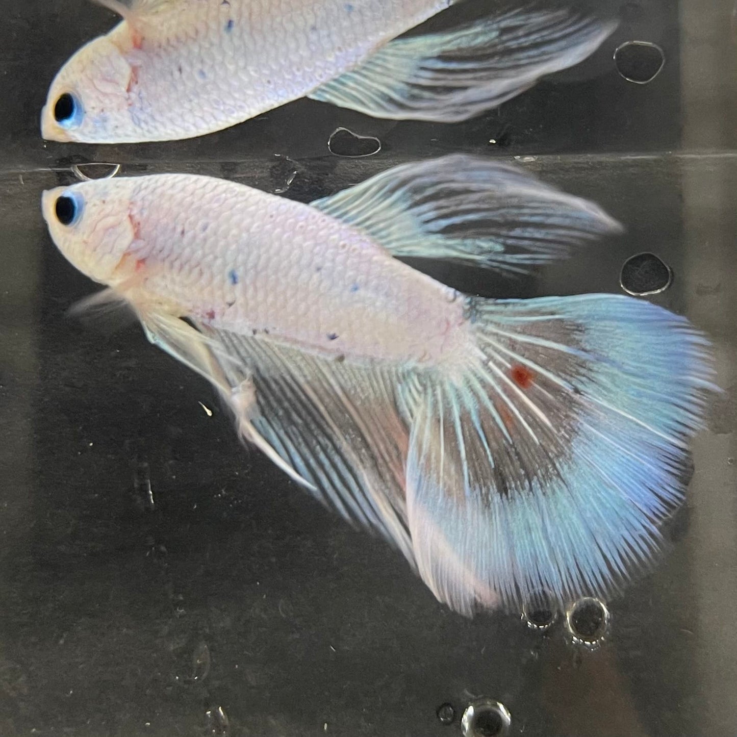 the-fish-farm Male Betta Male Betta - One Only - 3 Choose your favourite Male Betta from The Fish Farm Australia