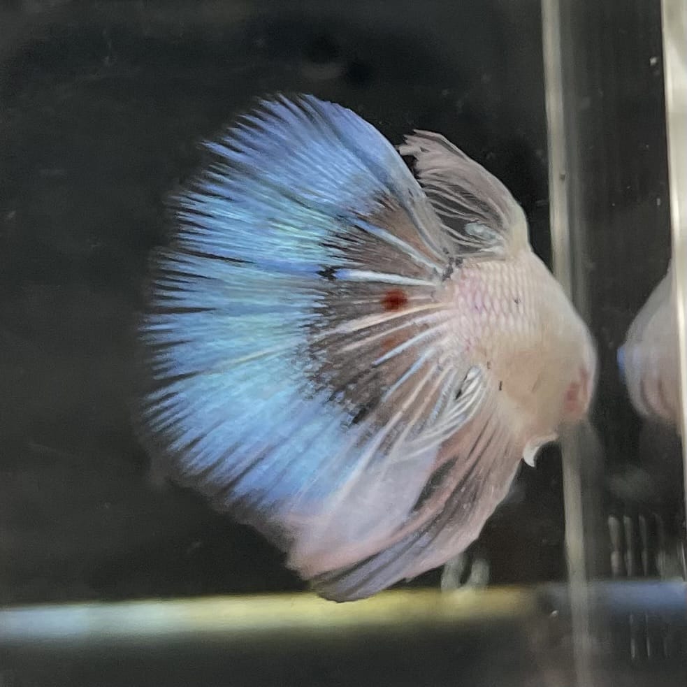 the-fish-farm Male Betta Male Betta - One Only - 3 Choose your favourite Male Betta from The Fish Farm Australia