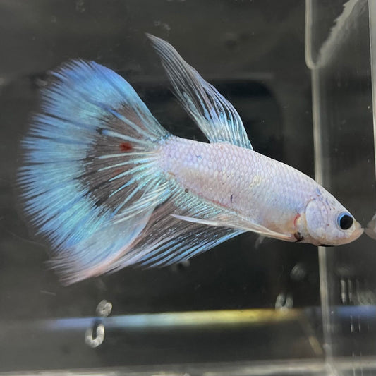 the-fish-farm Male Betta Male Betta - One Only - 3 Choose your favourite Male Betta from The Fish Farm Australia