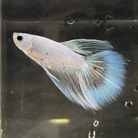 the-fish-farm Male Betta Male Betta - One Only - 3 Choose your favourite Male Betta from The Fish Farm Australia