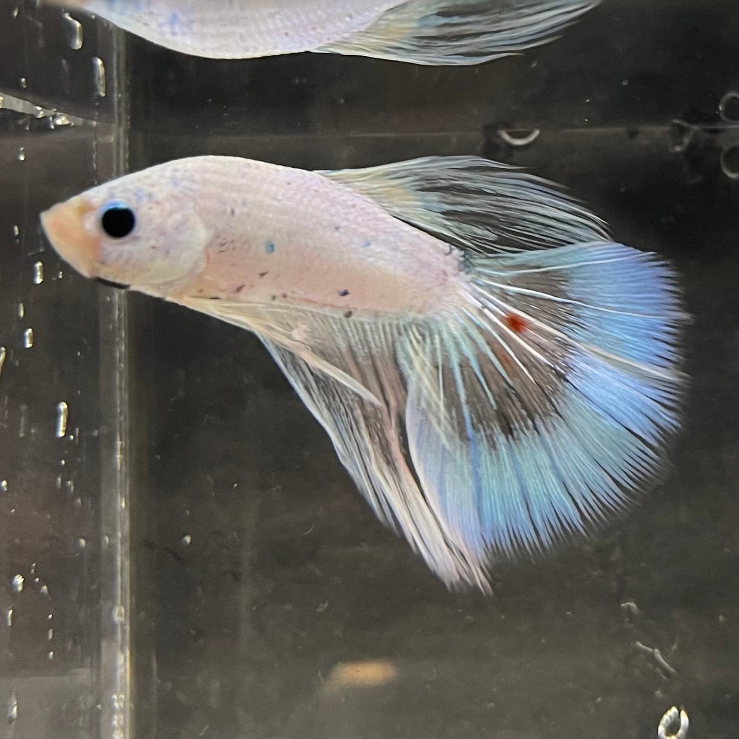 the-fish-farm Male Betta Male Betta - One Only - 3 Choose your favourite Male Betta from The Fish Farm Australia