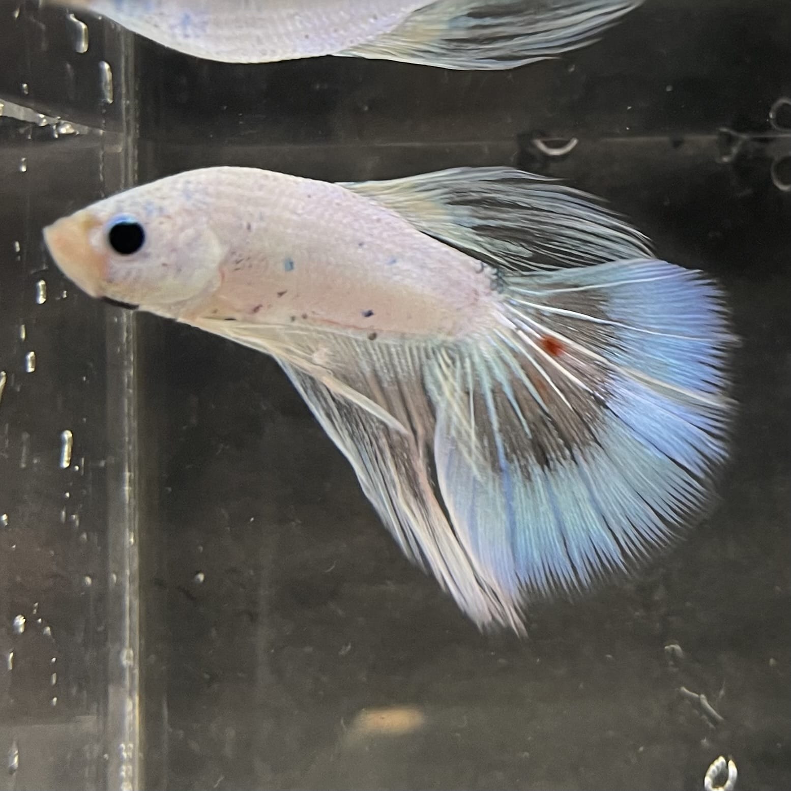 the-fish-farm Male Betta Male Betta - One Only - 3 Choose your favourite Male Betta from The Fish Farm Australia