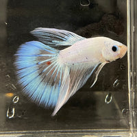 the-fish-farm Male Betta Male Betta - One Only - 3 Choose your favourite Male Betta from The Fish Farm Australia