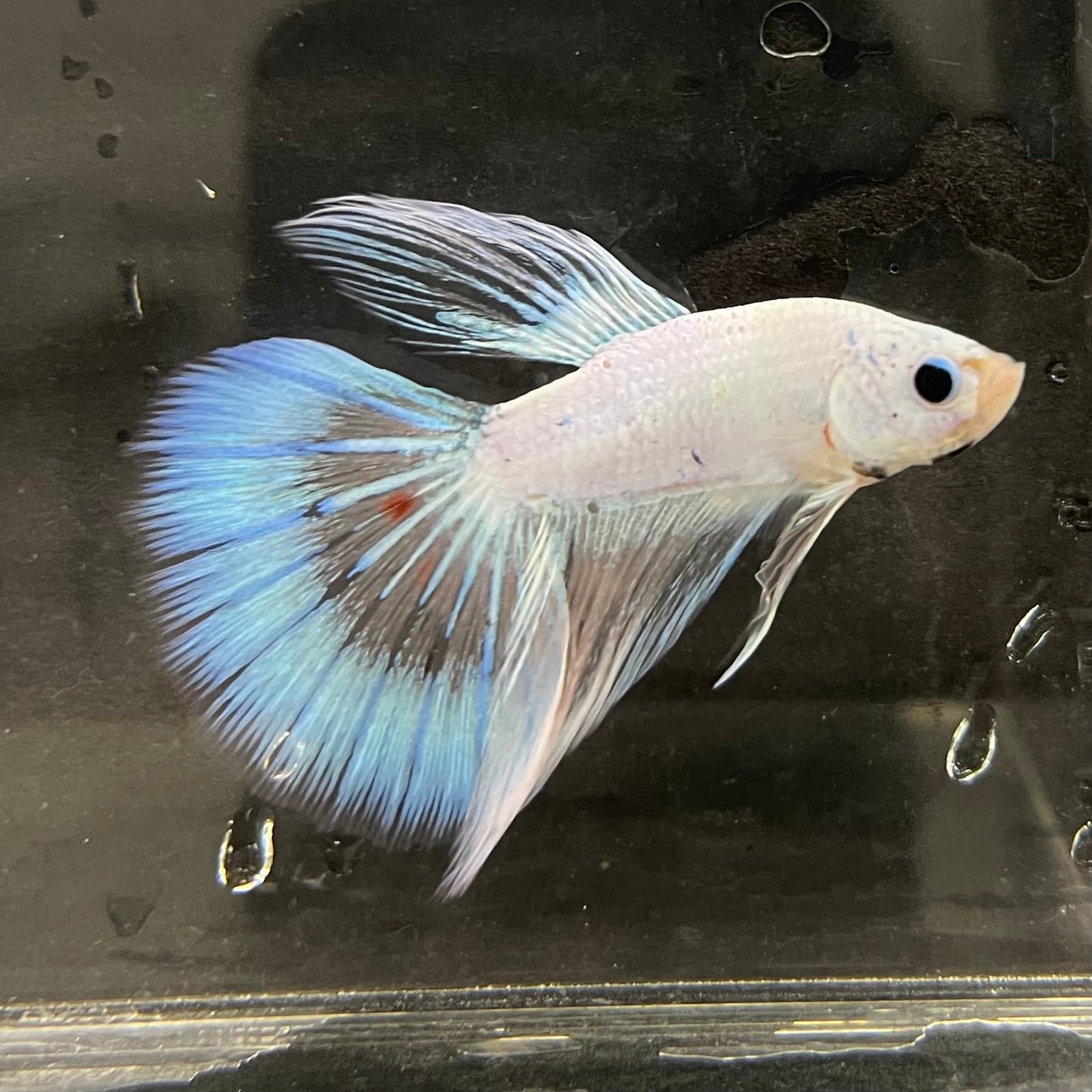 the-fish-farm Male Betta Male Betta - One Only - 3 Choose your favourite Male Betta from The Fish Farm Australia