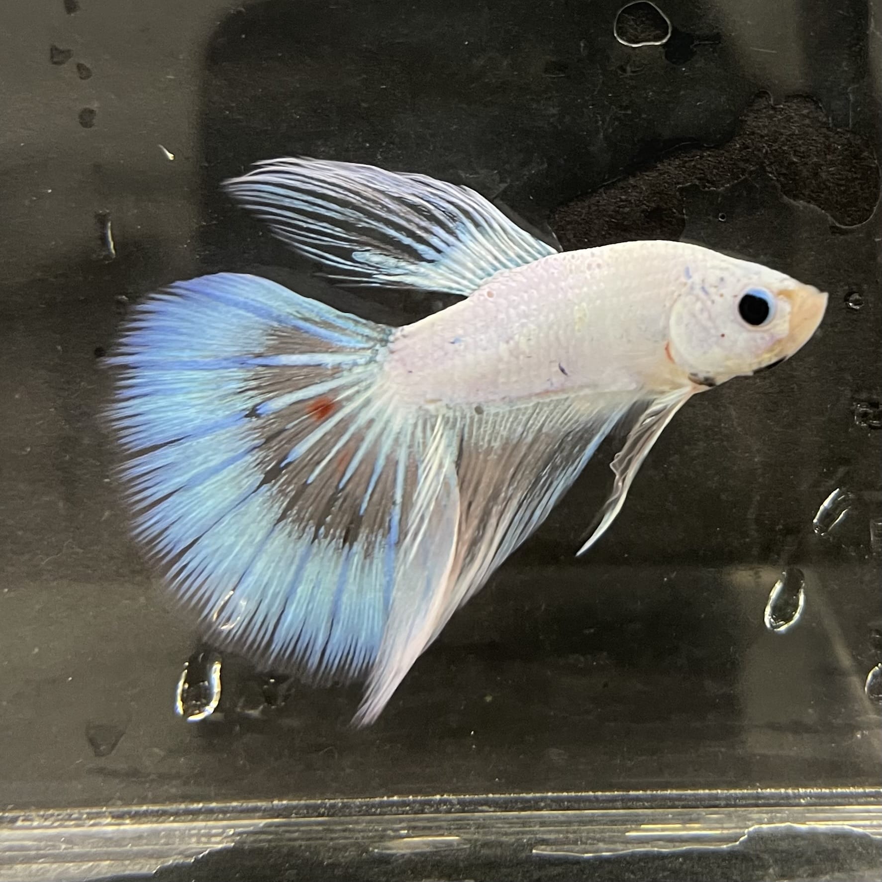 the-fish-farm Male Betta Male Betta - One Only - 3 Choose your favourite Male Betta from The Fish Farm Australia