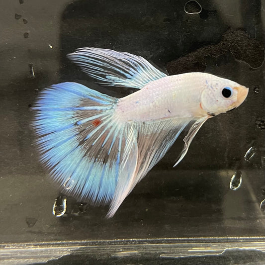 the-fish-farm Male Betta Male Betta - One Only - 3 Choose your favourite Male Betta from The Fish Farm Australia