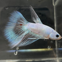 the-fish-farm Male Betta Male Betta - One Only - 3 Choose your favourite Male Betta from The Fish Farm Australia