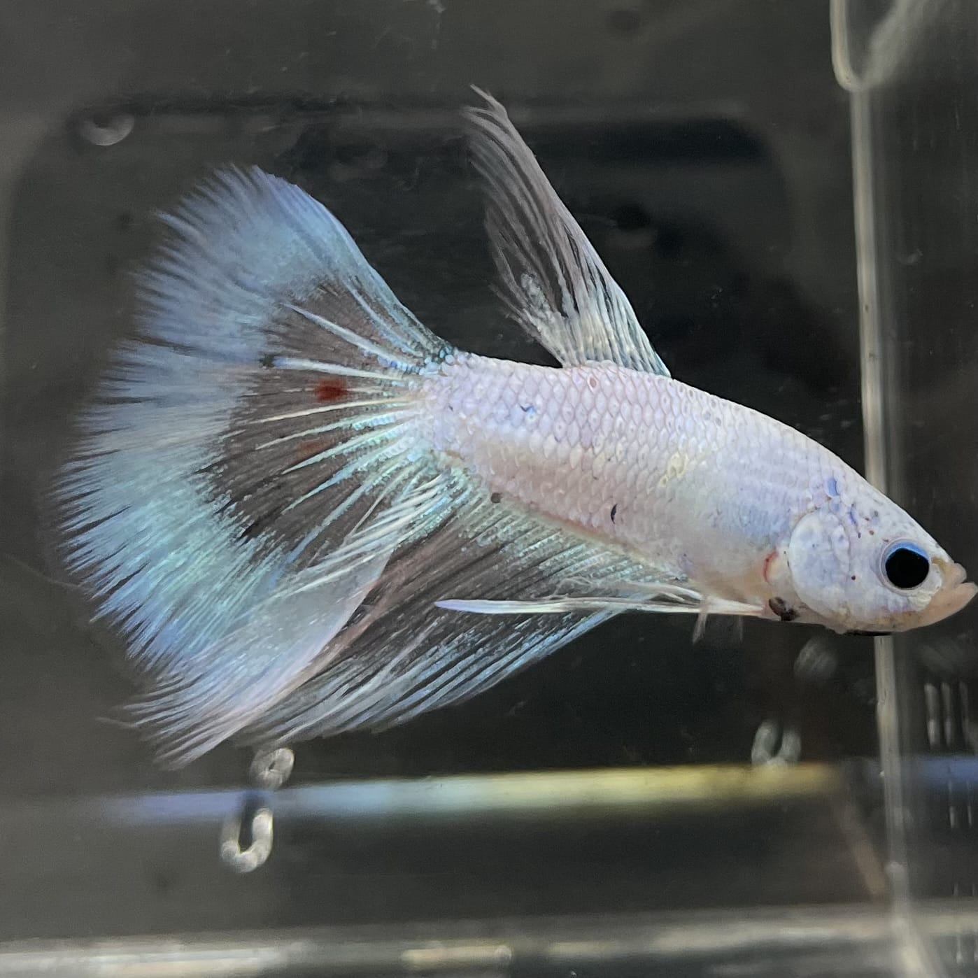 the-fish-farm Male Betta Male Betta - One Only - 3 Choose your favourite Male Betta from The Fish Farm Australia