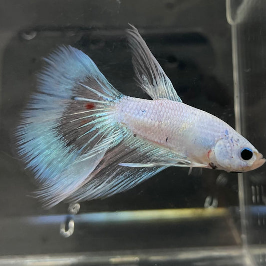the-fish-farm Male Betta Male Betta - One Only - 3 Choose your favourite Male Betta from The Fish Farm Australia