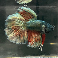 the-fish-farm Male Betta Male Betta - One Only - 3 Choose your favourite Male Betta from The Fish Farm Australia