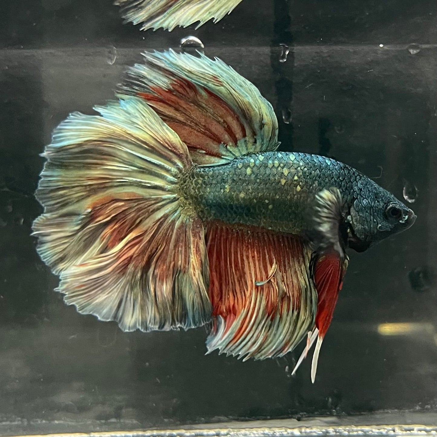 the-fish-farm Male Betta Male Betta - One Only - 3 Choose your favourite Male Betta from The Fish Farm Australia
