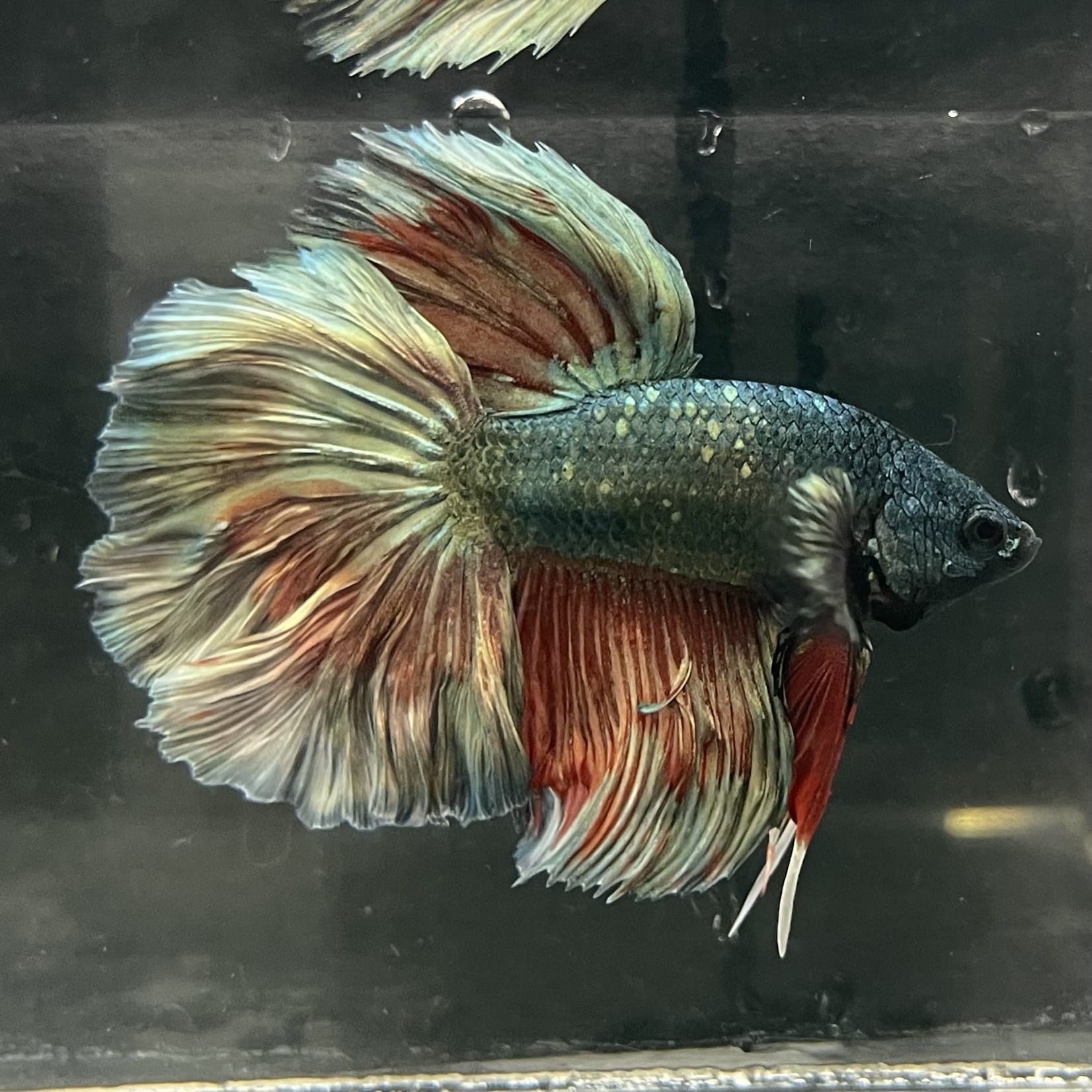 the-fish-farm Male Betta Male Betta - One Only - 3 Choose your favourite Male Betta from The Fish Farm Australia