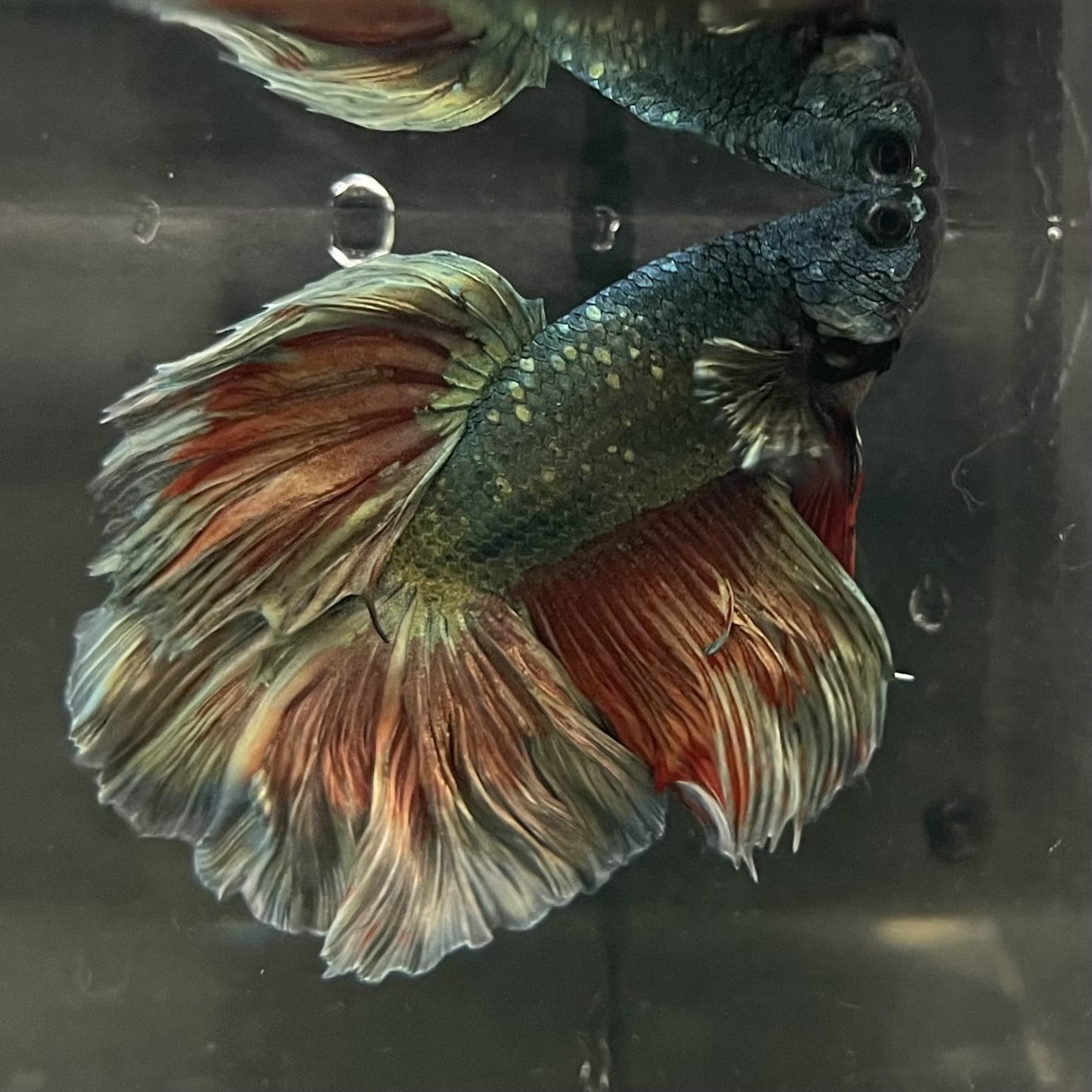 the-fish-farm Male Betta Male Betta - One Only - 3 Choose your favourite Male Betta from The Fish Farm Australia