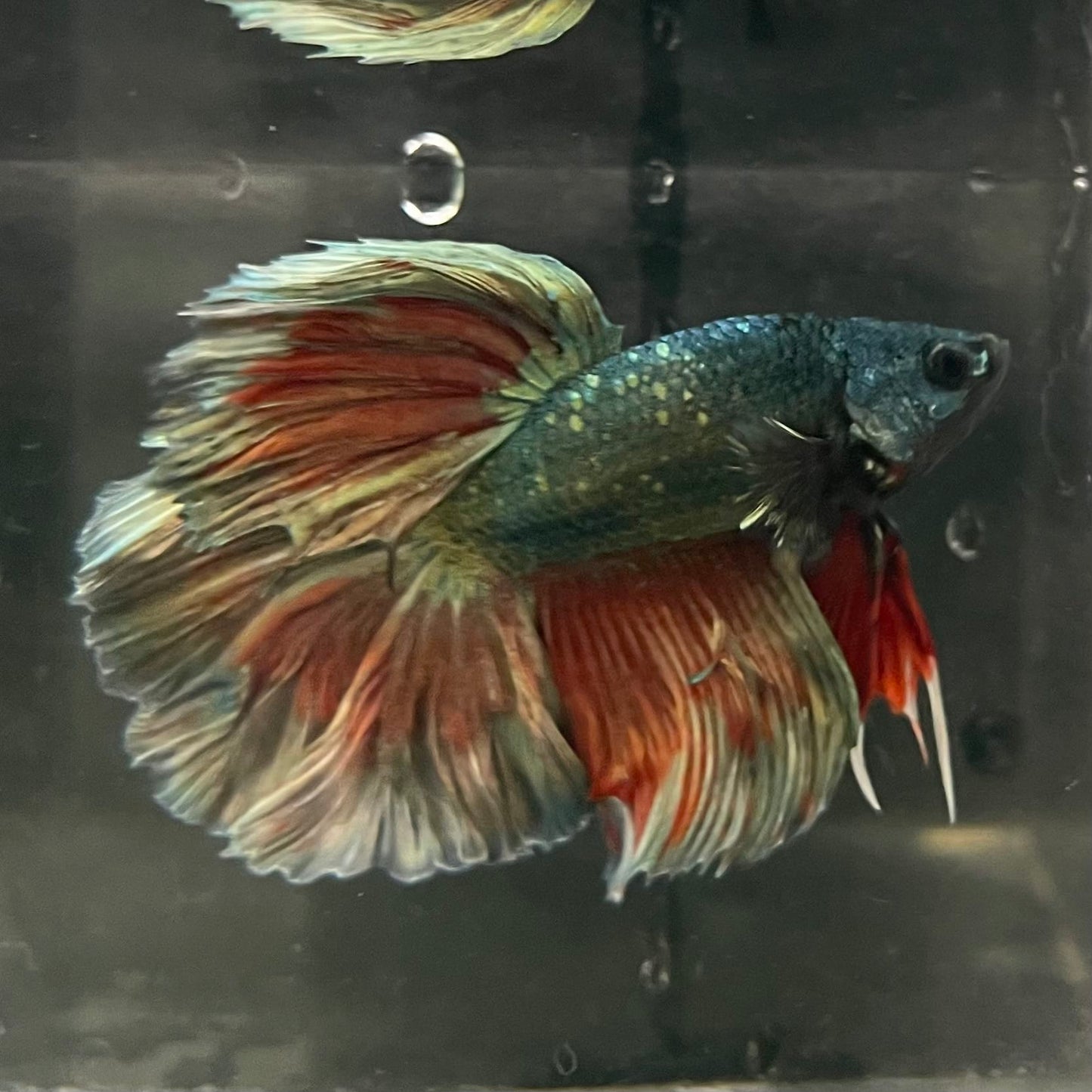 the-fish-farm Male Betta Male Betta - One Only - 3 Choose your favourite Male Betta from The Fish Farm Australia