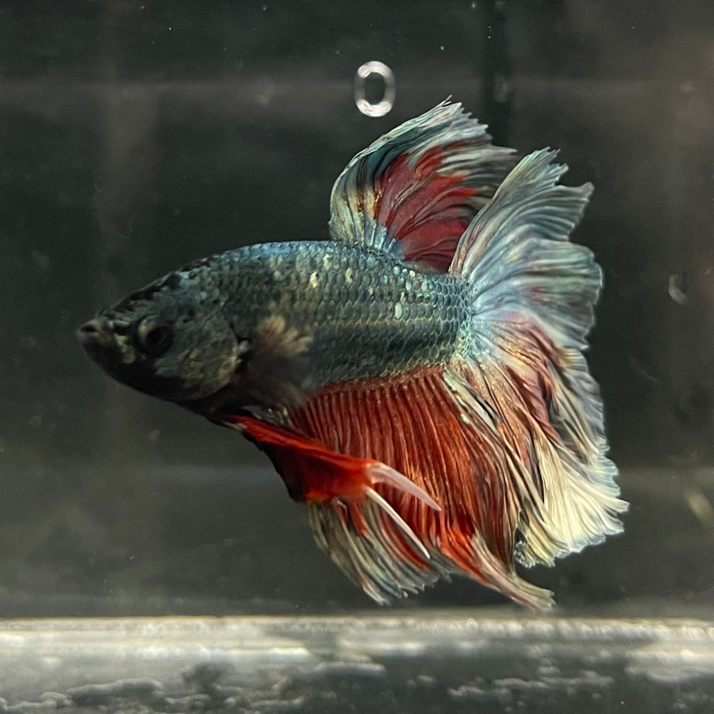 the-fish-farm Male Betta Male Betta - One Only - 3 Choose your favourite Male Betta from The Fish Farm Australia