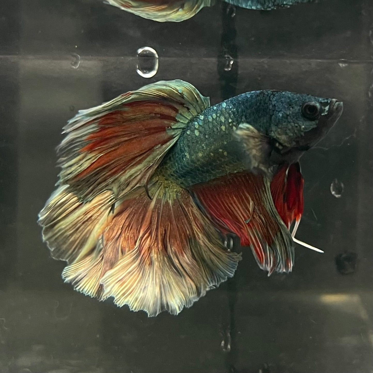 the-fish-farm Male Betta Male Betta - One Only - 3 Choose your favourite Male Betta from The Fish Farm Australia