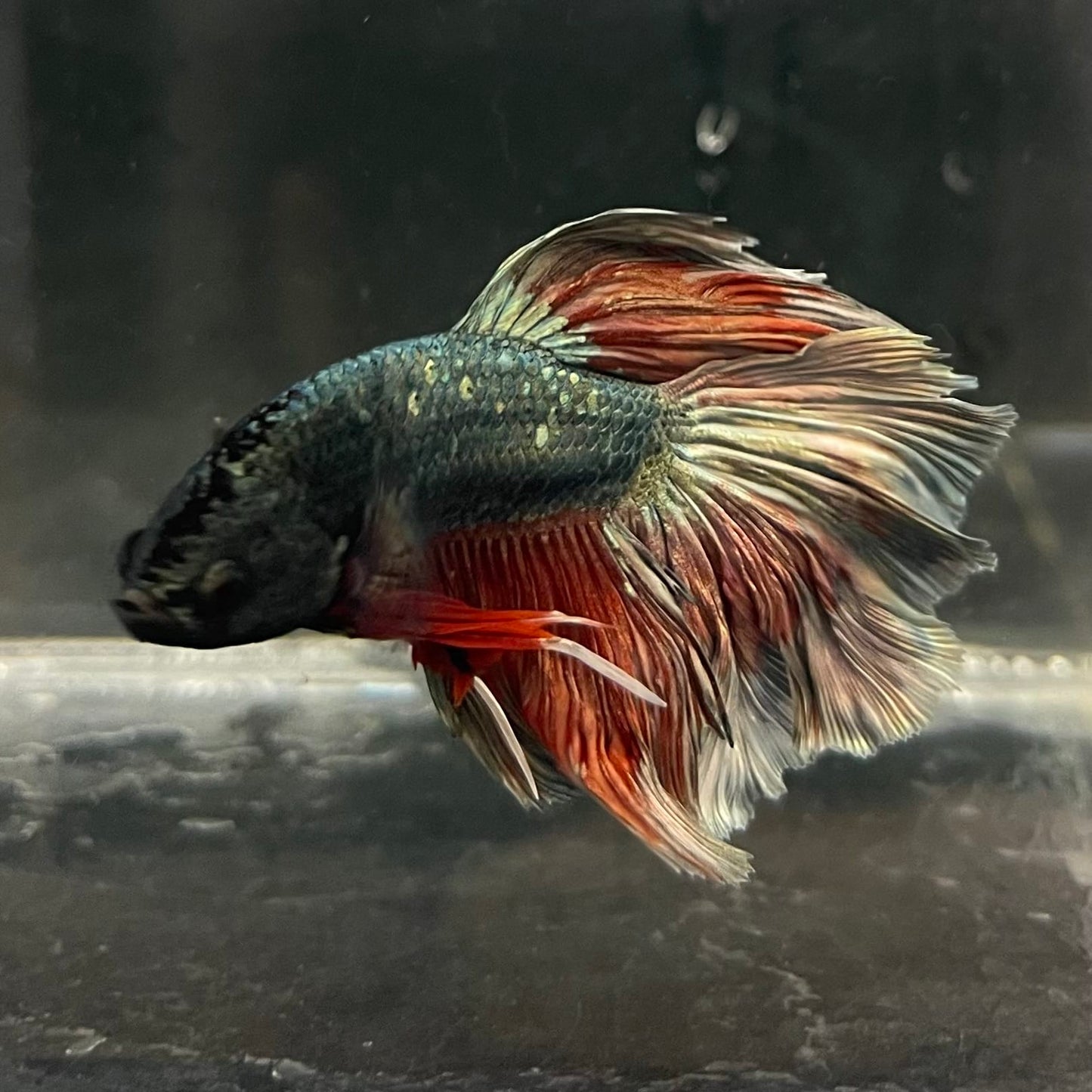 the-fish-farm Male Betta Male Betta - One Only - 3 Choose your favourite Male Betta from The Fish Farm Australia