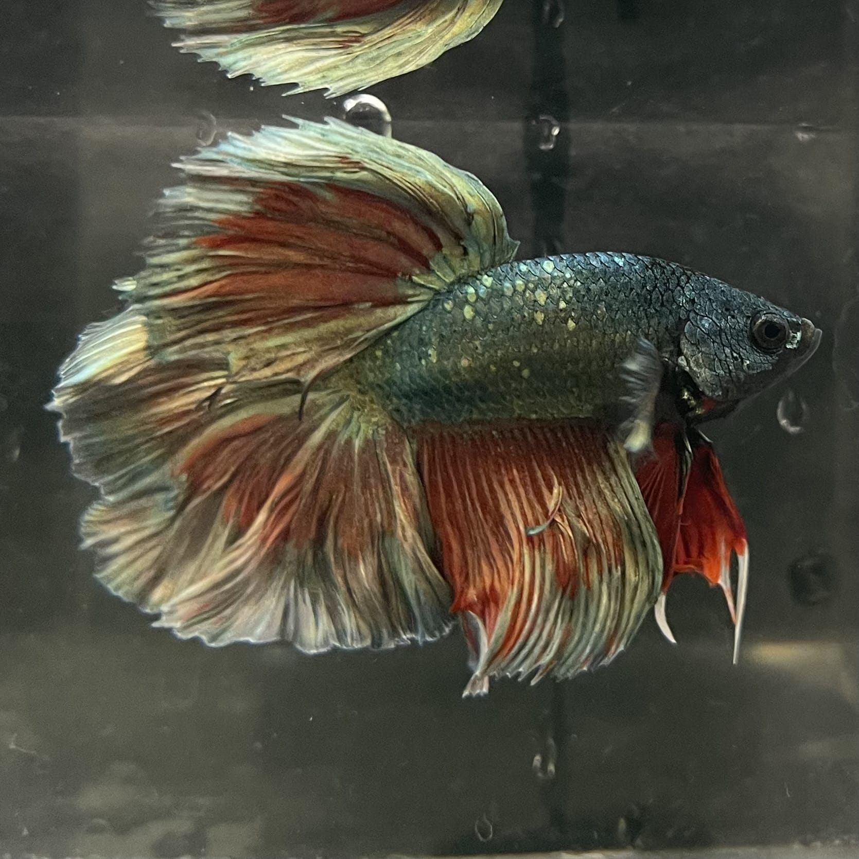 the-fish-farm Male Betta Male Betta - One Only - 3 Choose your favourite Male Betta from The Fish Farm Australia