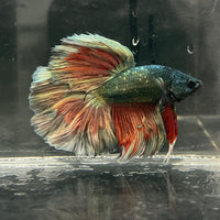 the-fish-farm Male Betta Male Betta - One Only - 3 Choose your favourite Male Betta from The Fish Farm Australia