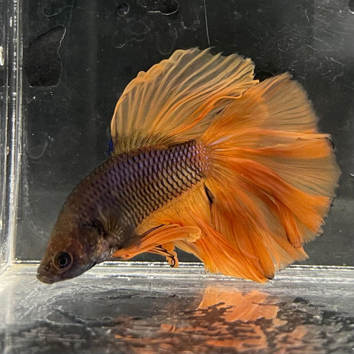 the-fish-farm Male Betta Male Betta - One Only - 3 Choose your favourite Male Betta from The Fish Farm Australia