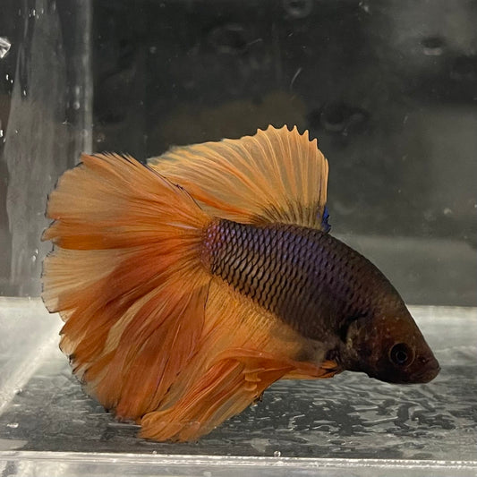 the-fish-farm Male Betta Male Betta - One Only - 3 Choose your favourite Male Betta from The Fish Farm Australia