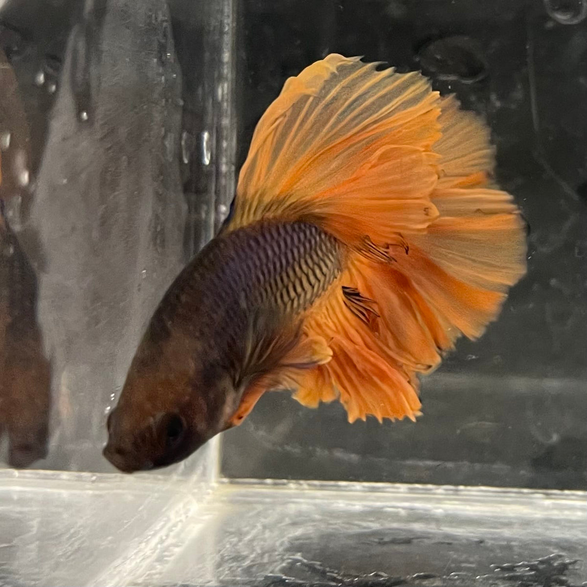 the-fish-farm Male Betta Male Betta - One Only - 3 Choose your favourite Male Betta from The Fish Farm Australia