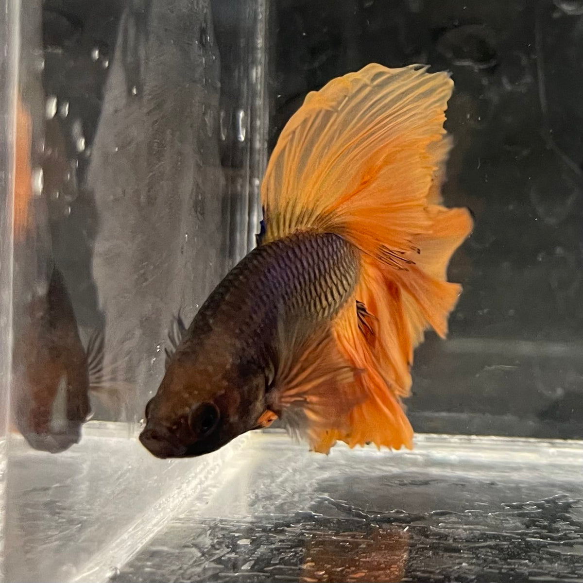 the-fish-farm Male Betta Male Betta - One Only - 3 Choose your favourite Male Betta from The Fish Farm Australia