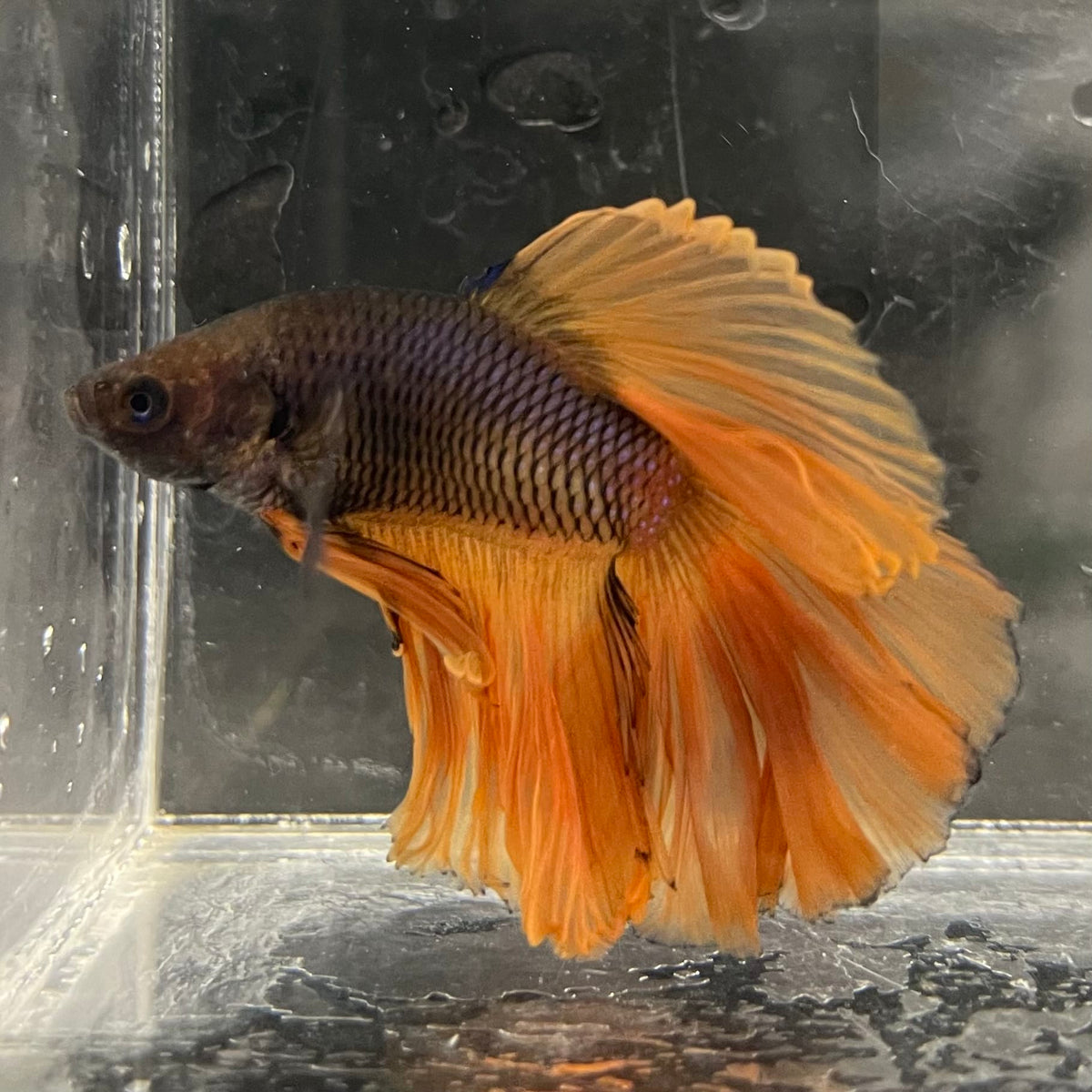 the-fish-farm Male Betta Male Betta - One Only - 3 Choose your favourite Male Betta from The Fish Farm Australia
