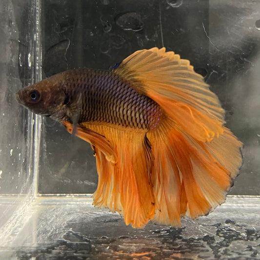 the-fish-farm Male Betta Male Betta - One Only - 3 Choose your favourite Male Betta from The Fish Farm Australia
