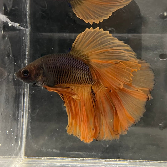 the-fish-farm Male Betta Male Betta - One Only - 3 Choose your favourite Male Betta from The Fish Farm Australia