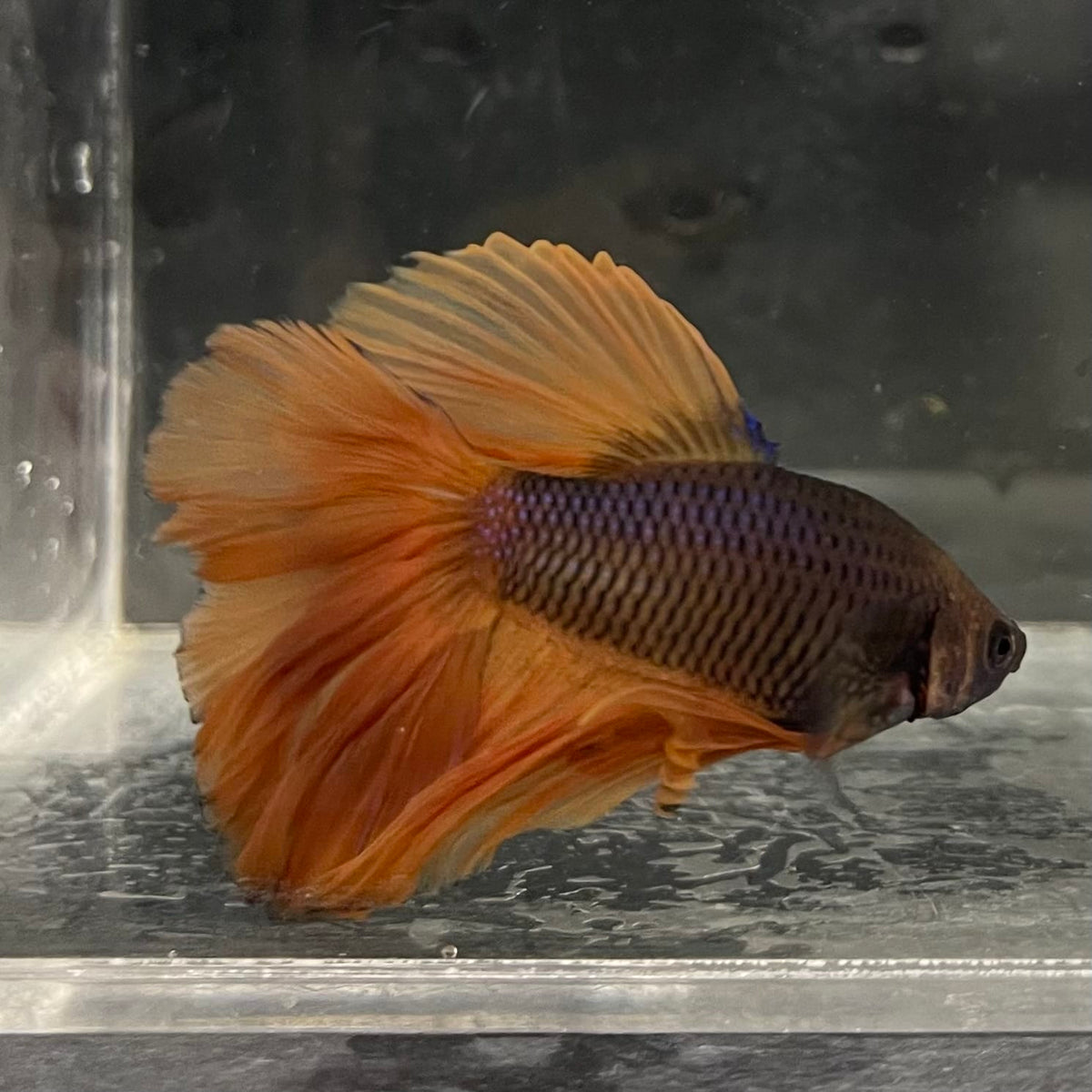 the-fish-farm Male Betta Male Betta - One Only - 3 Choose your favourite Male Betta from The Fish Farm Australia