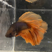 the-fish-farm Male Betta Male Betta - One Only - 3 Choose your favourite Male Betta from The Fish Farm Australia