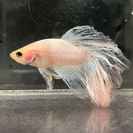 the-fish-farm Male Betta Male Betta - One Only - 3 Choose your favourite Male Betta from The Fish Farm Australia