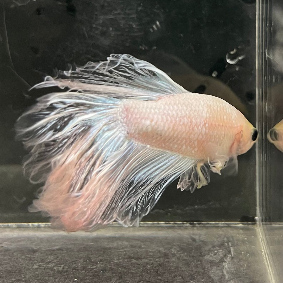 the-fish-farm Male Betta Male Betta - One Only - 3 Choose your favourite Male Betta from The Fish Farm Australia