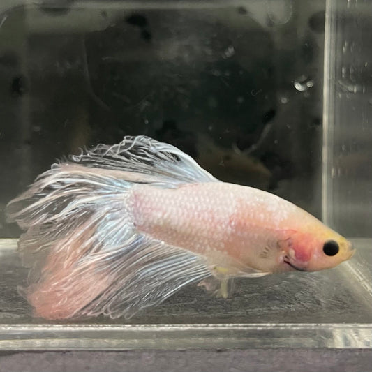 the-fish-farm Male Betta Male Betta - One Only - 3 Choose your favourite Male Betta from The Fish Farm Australia